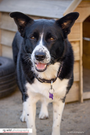 Pet Photography by Linda Wild, RG Wild Photography