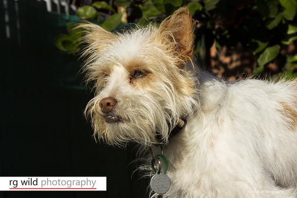 Pet Photography by Linda Wild, RG Wild Photography
