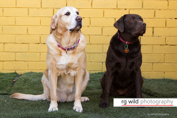 Pet Photography by Linda Wild, RG Wild Photography