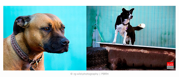 Image by Linda Wild | RG Wild Photography | PERTH