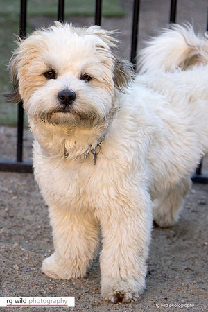 Pet Photography by Linda Wild, RG Wild Photography