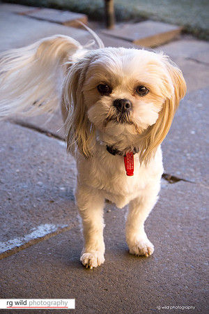 Pet Photography by Linda Wild, RG Wild Photography