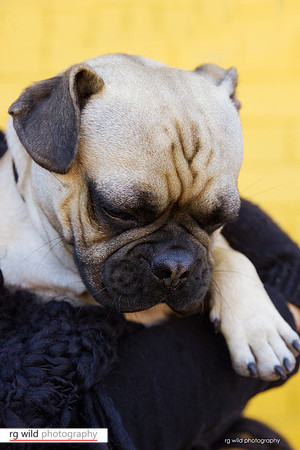 Pet Photography by Linda Wild, RG Wild Photography