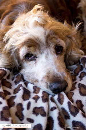 Pet Photography by Linda Wild, RG Wild Photography