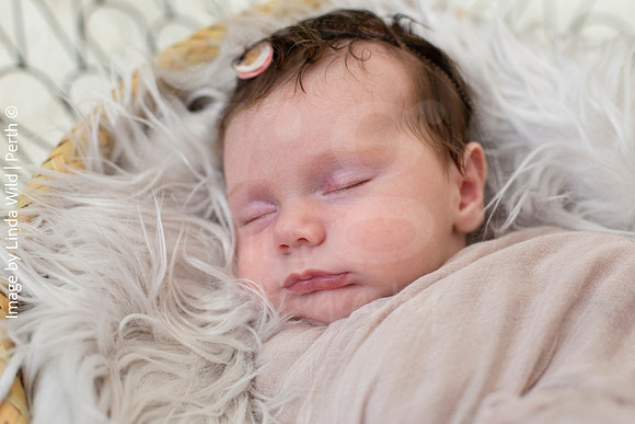 Newborn Photography by Linda Wild | PERTH