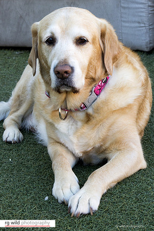 Pet Photography by Linda Wild, RG Wild Photography