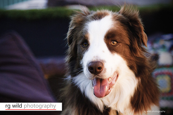 Pet Photography by Linda Wild, RG Wild Photography