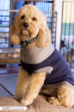 Pet Photography by Linda Wild, RG Wild Photography