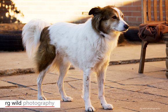 Pet Photography by Linda Wild, RG Wild Photography