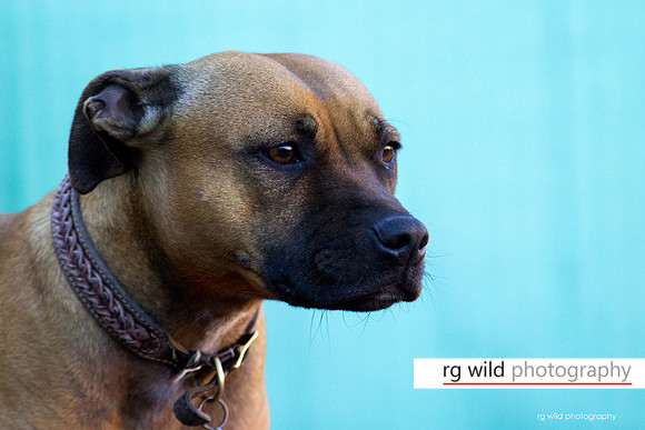 Pet Photography by Linda Wild, RG Wild Photography