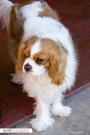 Pet Photography by Linda Wild, RG Wild Photography