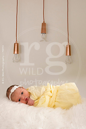Newborn + Family Porraits